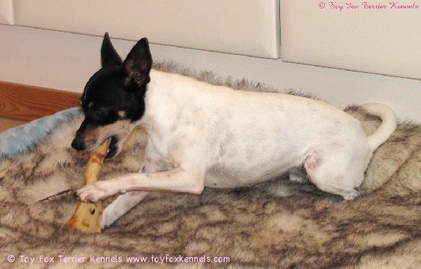 Mini-Nelli ja herkullinen naudan luu.