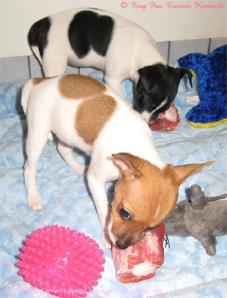 Margo ja Maggie barffaillee.