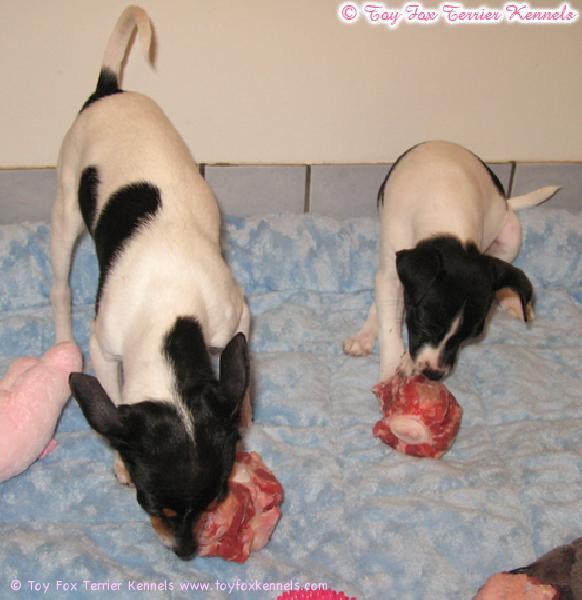 Hera ja Maggie barffailee.