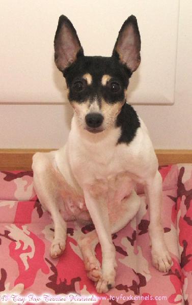 What's new, pussycat? Lady Patti tammikuussa 2011.