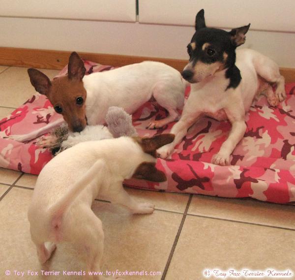 CM, Inga ja Lady Patti.