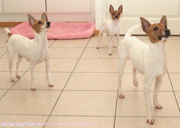 Ruskeat kaunottaret ja 