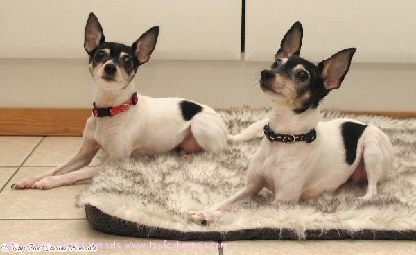 'PR' Dunkel's Safran aka Sissi & 'PR' Dunkel's Cookie aka Cookie.