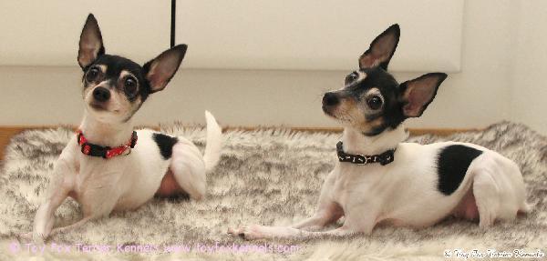 'PR' Dunkel's Safran aka Sissi & 'PR' Dunkel's Cookie aka Cookie.