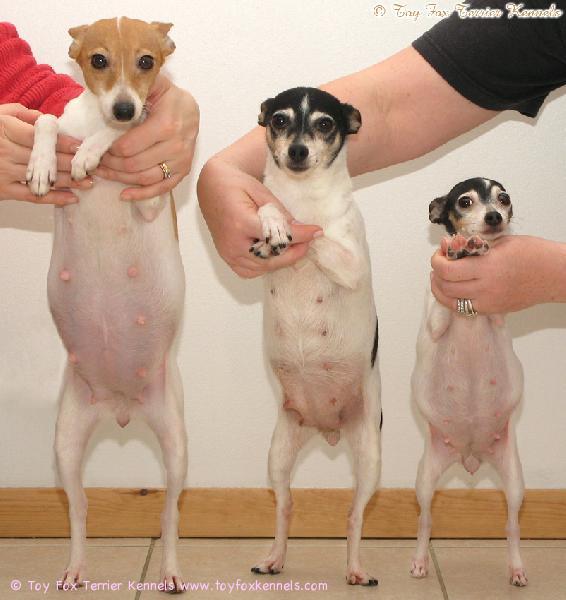 Daltonin siskokset: 'PR' Valhalla Ridge Kansas Kitten, 'PR' Dunkel's Buggle & 'PR' Peggy Sue of Phoenix.