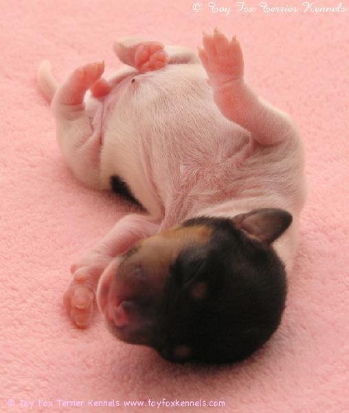 Pieni amerikankääpiöterrieri tytön tylleröinen! :o)