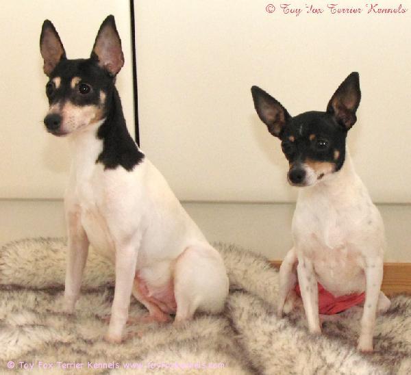 'PR' ToyAcres Lady Patti of Phoenix aka Patti & 'PR' Dunkel's Nell's Last Minell aka Mini-Nelli karvapedillä.