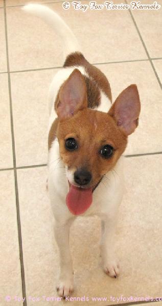 'PR' Dunkel's Margo Mocca aka Margo helmikuun lopussa 2011.