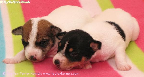 'PR' Dunkel's Rosalynn & 'PR' Dunkel's Rocketman.