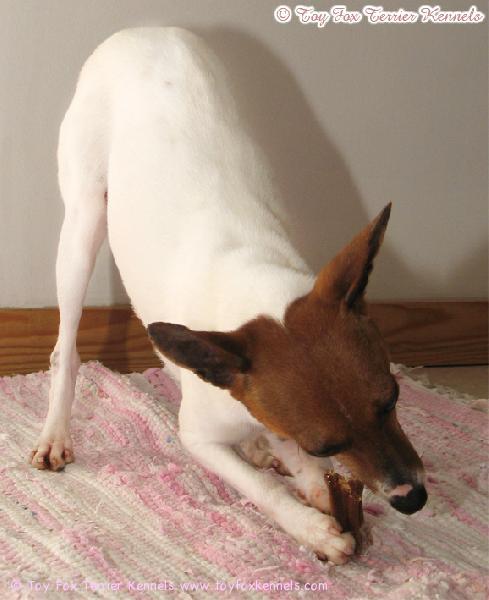 'PR' Senefi's Brown Mollie Sue aka Mollie ja herkullinen dentasticks!