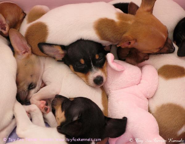 Pile o' Puppies!