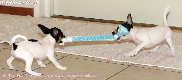 Tug of War! :o)