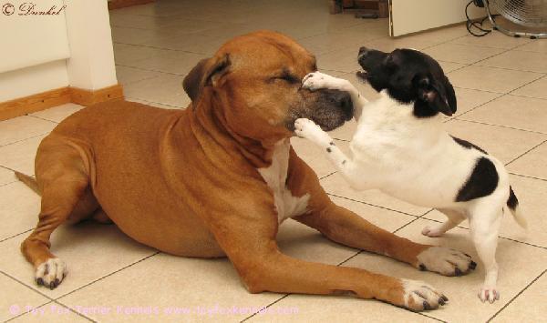 APBT Pingo & TFT Maggie

Pingo thinks: 