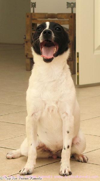 ‎'PR' Dunkel's Margarita Mocca aka Maggie

