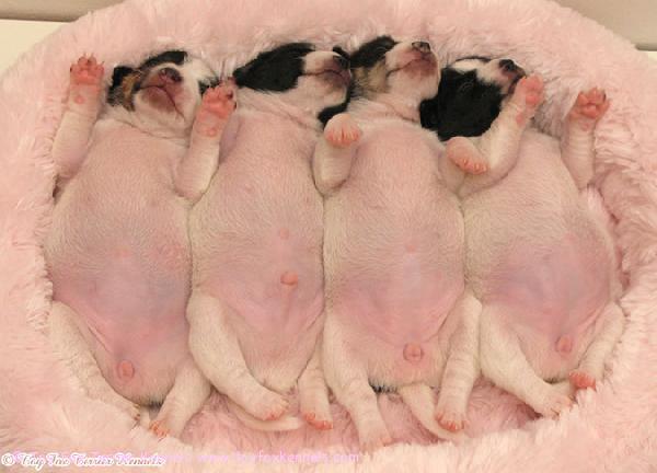 Pienet possupalleroiset.