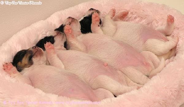 Pienet possupalleroiset.