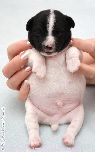 I iz not fat. I iz big boned.
'PR' Dunkel's Beavis.