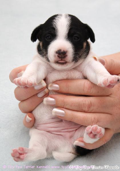 I haz a tongue. See?
'PR' Dunkel's Butt-head.