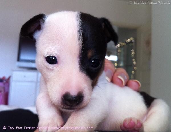 'PR' Wikman's Sleeps with Pit Bulls aka Peto aka Ukkeli 15.4.2012, ikää 1 kk & 1 vrk.