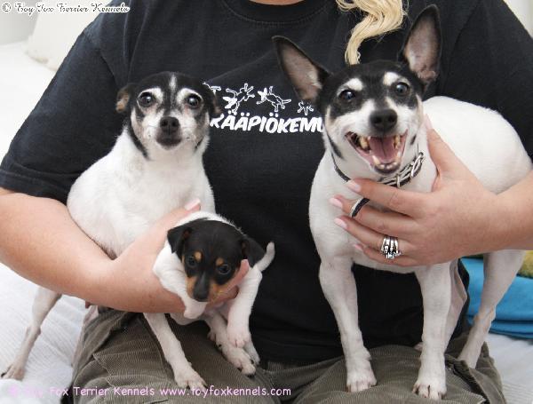 We are family! Vasemmalta 'PR' Dunkel's Buggle aka Buggle, 'PR Dunkel's Beaster ja 'PR' Holmbergs Benjamin of Phoenix aka Beni, 6.5.2012.