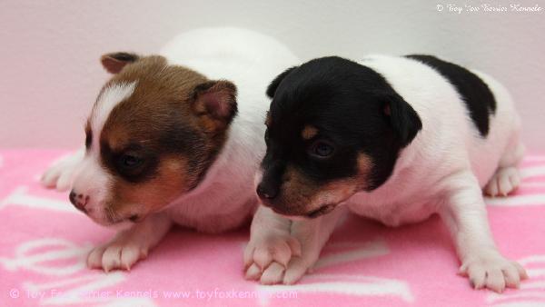 Pidetään me tytöt yhtä!

'PR' Dunkel's Bonnie Bubble aka Bonnie & 'PR' Dunkel's Bluebell