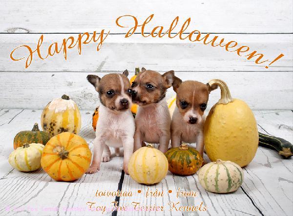 Happy Halloween kaikille amerikankääpiöterriereille omistajineen!!!!!!!