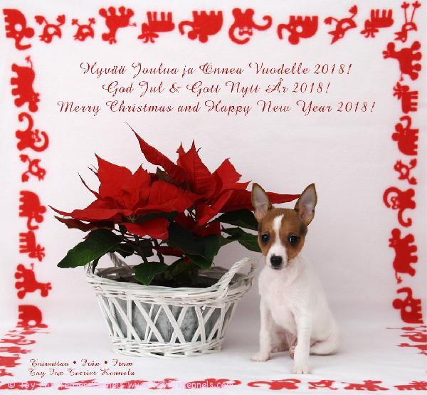 Hyvää Joulua! God Jul! Merry Christmas! 🎅🏼🎄