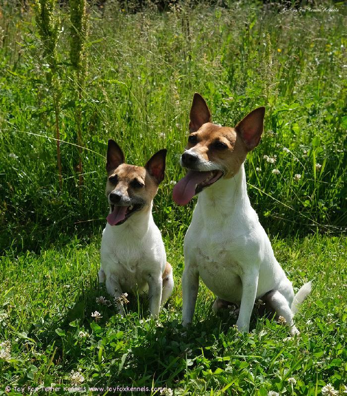 Toy Fox Terrier Kennelin kasvatit, kesäpojat Dunkel‘s Paco Nappo aka Mortti ja Dunkel‘s Pepe Nantus aka Vertti.