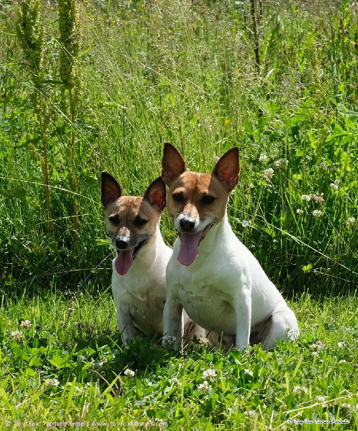 Toy Fox Terrier Kennelin kasvatit, kesäpojat Dunkel‘s Paco Nappo aka Mortti ja Dunkel‘s Pepe Nantus aka Vertti.