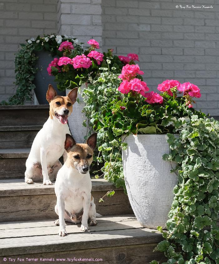 Toy Fox Terrier Kennelin kasvatit, kesäpojat Dunkel‘s Paco Nappo aka Mortti ja Dunkel‘s Pepe Nantus aka Vertti.