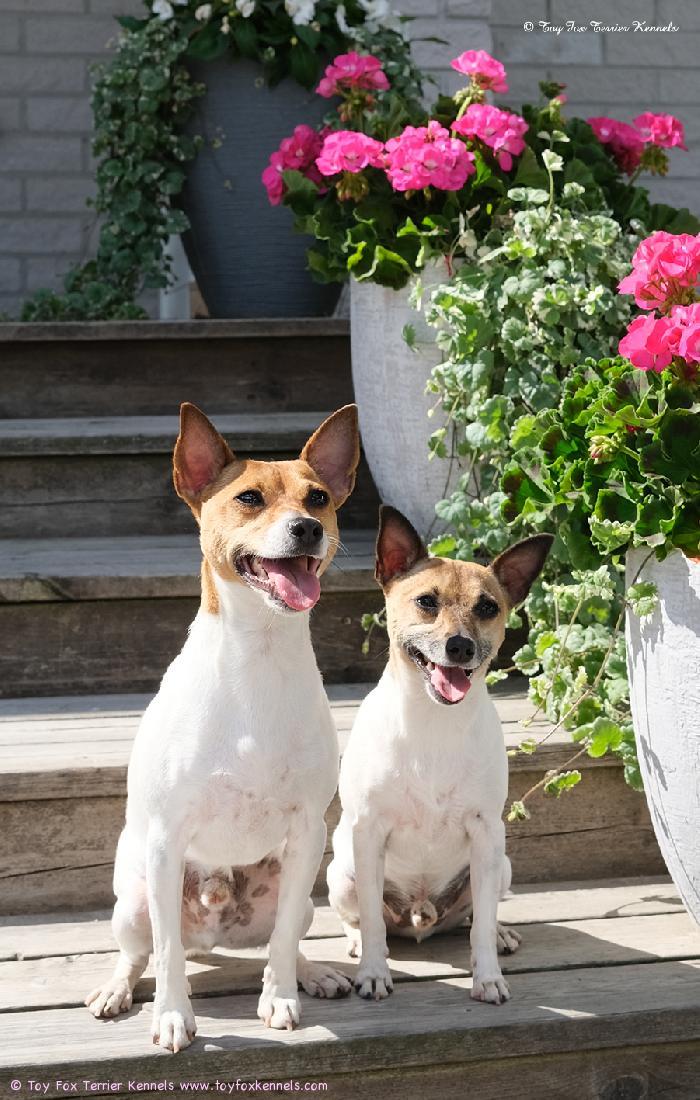 Toy Fox Terrier Kennelin kasvatit, kesäpojat Dunkel‘s Paco Nappo aka Mortti ja Dunkel‘s Pepe Nantus aka Vertti.