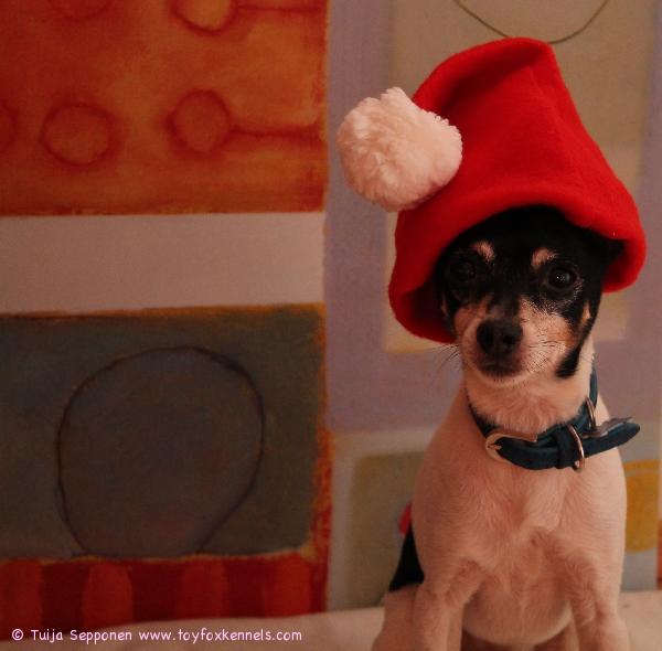 Hyvää Joulua ja Onnea vuodelle 2014 toivottaa Vito perheineen