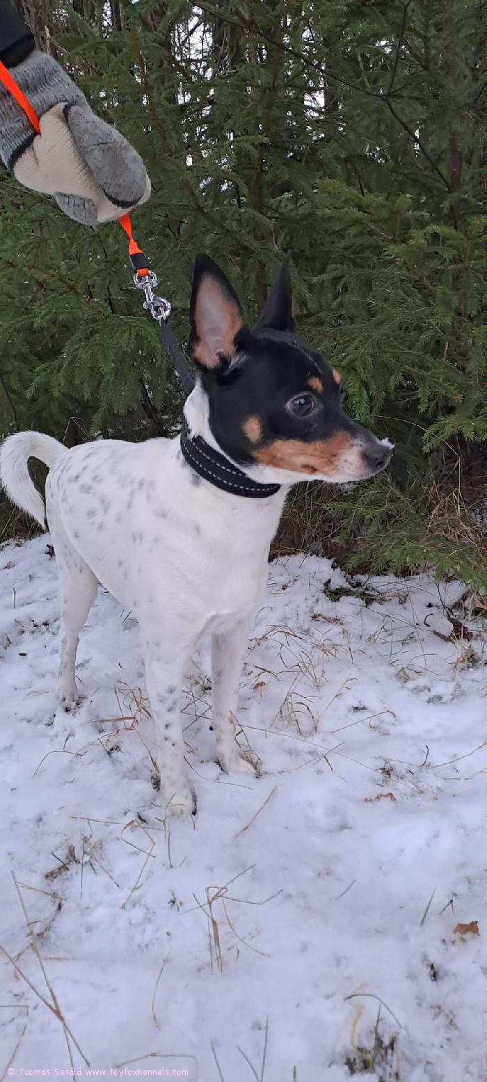 Ihanaa Joulun aikaa ja Mukavia Koiruuksia vuodelle 2024!
Tuomas, Marjo ja Koko