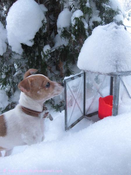 Milli, lyhty ja puuterilumi