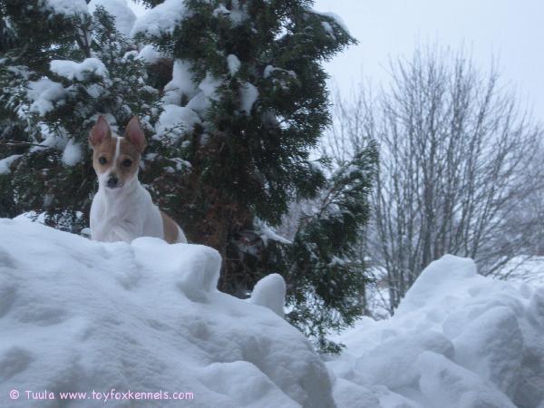 Milli The Snow Queen