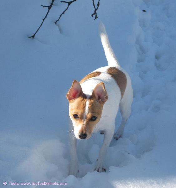 Milli nauttii kevätauringosta!!