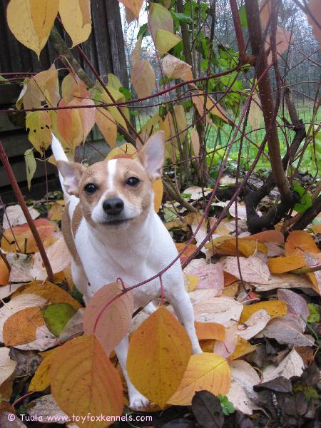 Syksy hymyilyttää Milliä