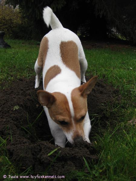 Tunnen myyrän hajun!