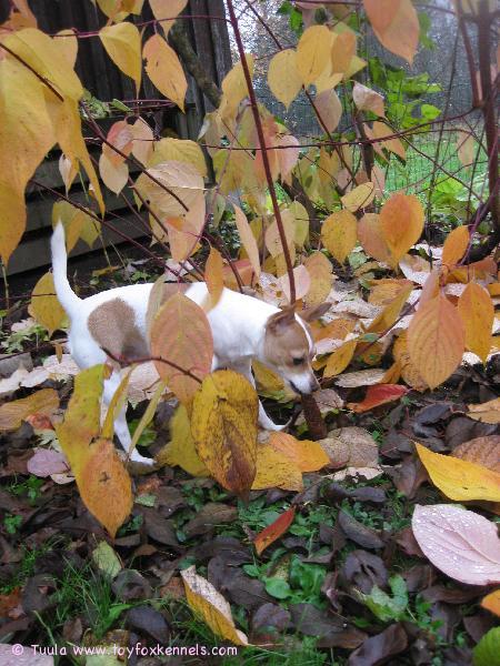 Täältä käpyä ei löydä kukaan!