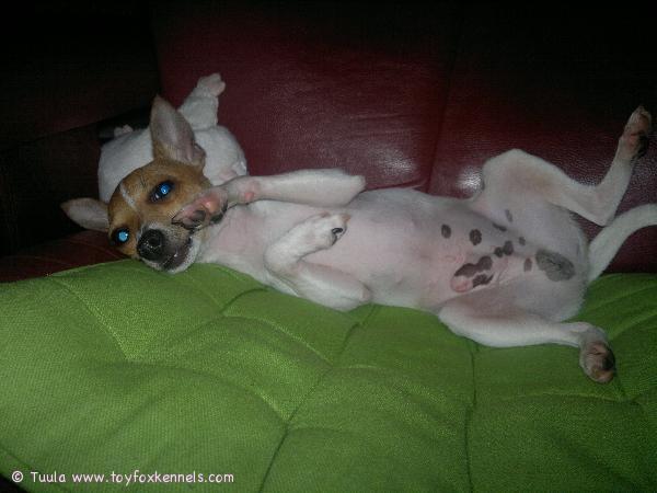 Onni-poju Joensuusta  nauttii olostaan