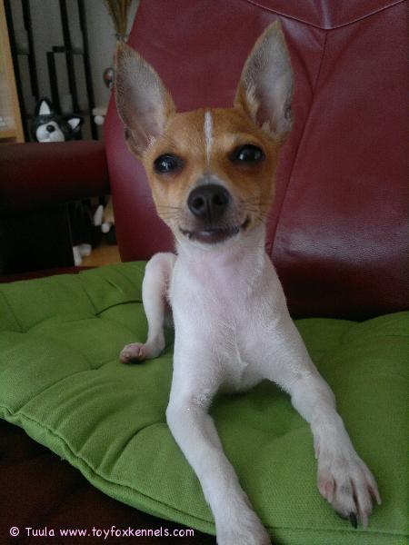 Onni-armaani Joensuusta