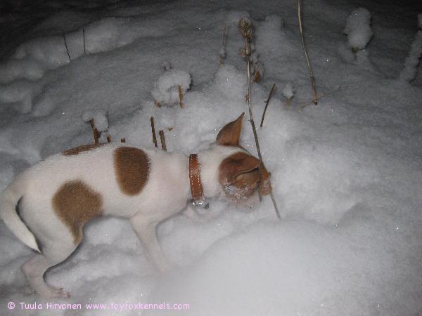 Milli ja ensimmäinen talvi