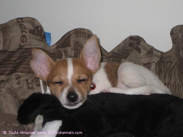 Milli päikkäreillä 