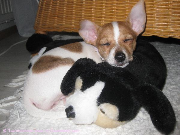 Milli päikkäreillä työhuoneessa