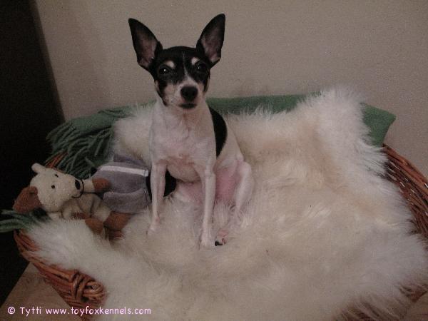 Penni täällä odottaa 