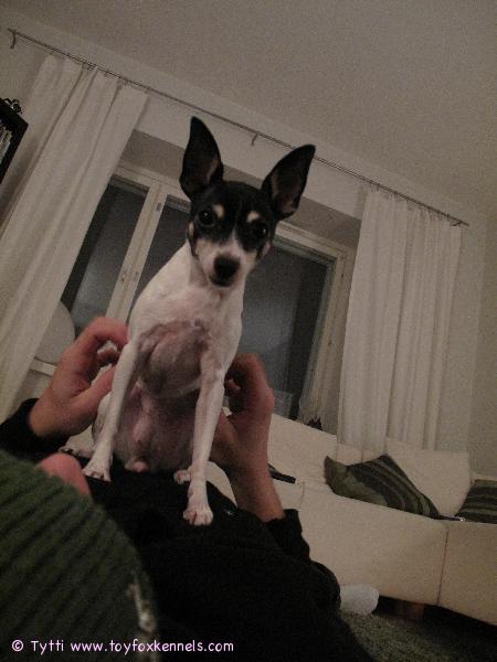 Penni valppaana omistajansa mahalla.