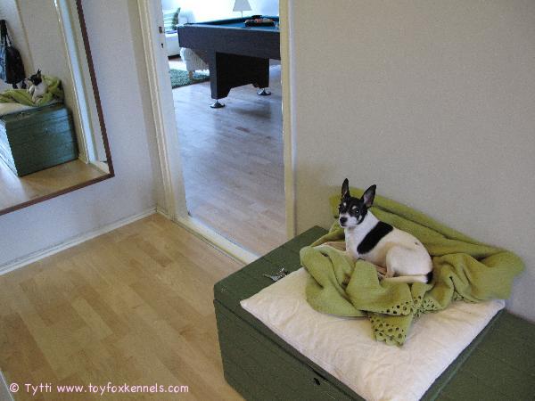 Penni vahtipaikalla.