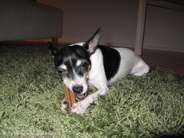 Penni illan herkkupalan kimpussa.