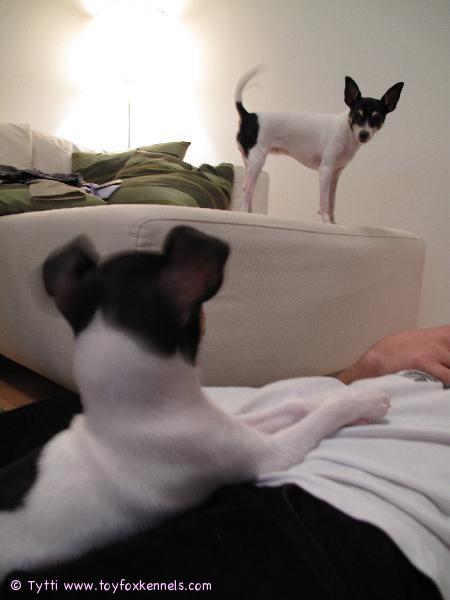 Penni ja uusi tulokas ensimmäisenä päivänä uudessa kodissa.