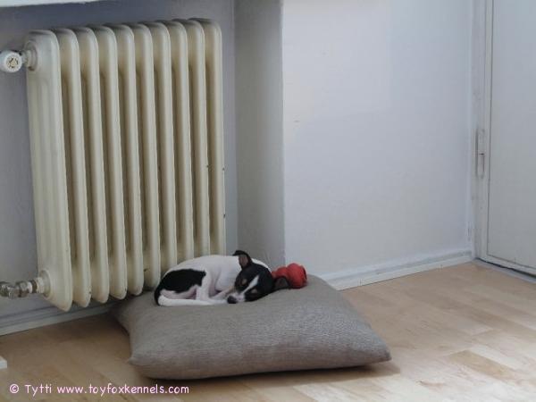 Omppu päiväunilla.